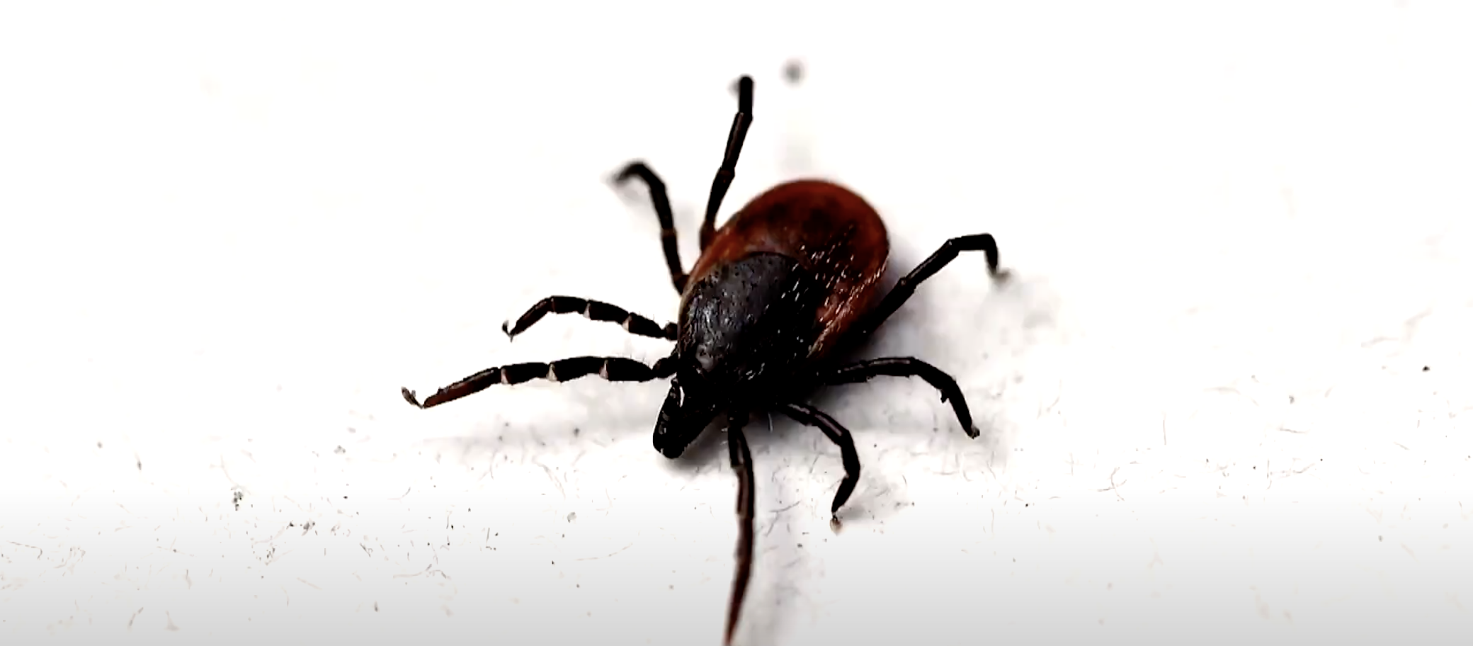 Tick Season Returns to CNY News Live at 6 CitrusTV
